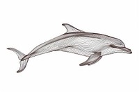 Dolphin drawing animal mammal.