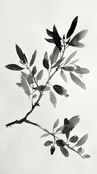 Ink painting minimal of olive plant white leaf.