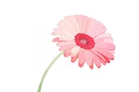 A gerbera flower petal daisy.