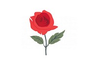 A red rose flower plant white background.
