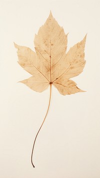 PNG Real pressed autumn leaf plant tree simplicity. AI generated Image by rawpixel.
