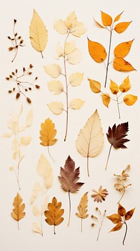 PNG Real pressed autumn leaves backgrounds plant herbs. AI generated Image by rawpixel.