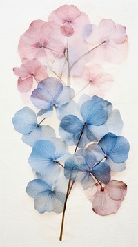 PNG Real pressed blue and pink hydrangea flowers petal plant art. AI generated Image by rawpixel.
