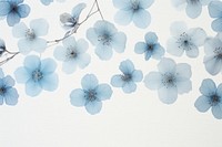 Real pressed blue cherry blossom flowers backgrounds nature plant.