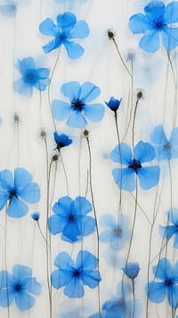 PNG Real pressed blue flowers backgrounds nature petal. AI generated Image by rawpixel.