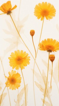 PNG Real pressed calendula flowers backgrounds petal plant. AI generated Image by rawpixel.