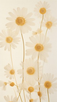 PNG Real pressed chamomile flower wallpaper petal. AI generated Image by rawpixel.
