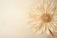 Real pressed chrysanthemum flower backgrounds petal.
