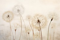 Real pressed dandelion flowers backgrounds plant inflorescence.