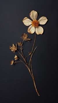 PNG Real pressed dried cute flower plant petal inflorescence. AI generated Image by rawpixel.