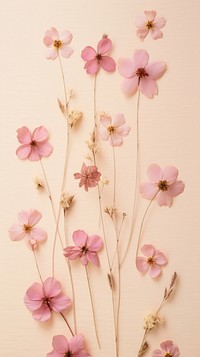 PNG Real pressed dried cute flowers wall blossom pattern. AI generated Image by rawpixel.