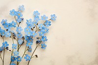 Real pressed forget me not flowers backgrounds blossom nature.