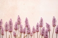 Real pressed hyacinth flowers backgrounds lavender blossom.