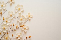 Real pressed jasmine flowers backgrounds plant petal.