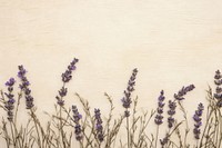 Real pressed lavender flowers backgrounds textured purple.