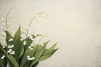 Real pressed lily of the valley flowers plant freshness fragility.