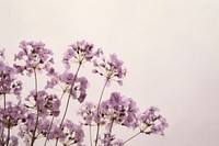 Real pressed lilac flowers backgrounds blossom purple.