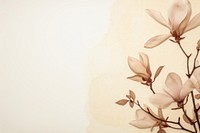 Real pressed magnolia flowers backgrounds petal plant.