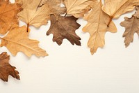 Real pressed oak leaves backgrounds maple plant.