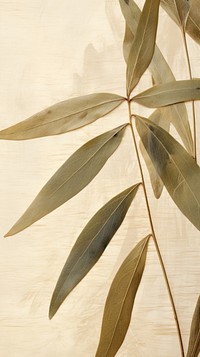 PNG Real pressed olive leave backgrounds plant herbs. AI generated Image by rawpixel.