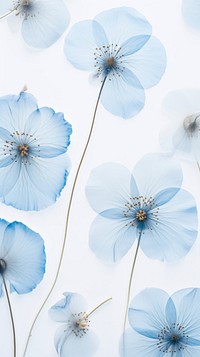 PNG Real pressed pastel blue flowers backgrounds outdoors blossom. 