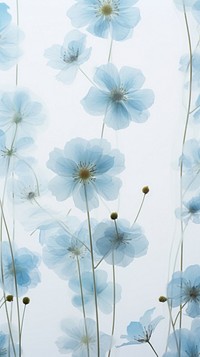 PNG Real pressed pastel blue flowers backgrounds nature plant. 