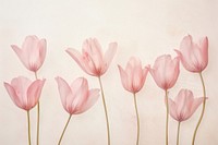 Real pressed pink tulip flowers petal plant inflorescence.