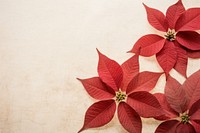 Real pressed poinsettia flowers petal plant paper.