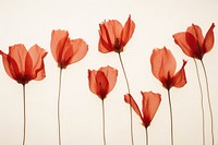 Real pressed red tulip flowers petal poppy plant.