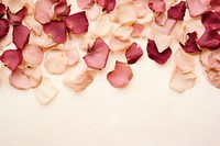 Real pressed rose petals flower backgrounds plant.