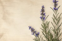 Real pressed rosemary flowers herbs backgrounds lavender.