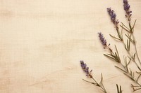Real pressed rosemary flowers backgrounds lavender plant.
