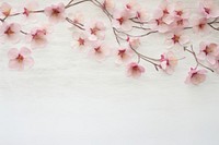 Real pressed sakura flowers backgrounds blossom petal.