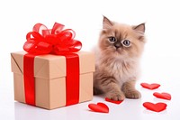 Giftbox kitten mammal animal.