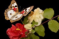 Butterfly Photography flower animal insect.