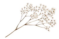 Gypsophila branch flower plant white.