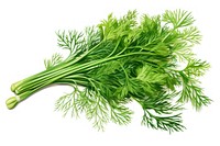 Dill herb herbs plant food.