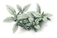 Mint herb herbs sketch plant.