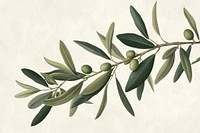 Olive branch plant olive leaf.