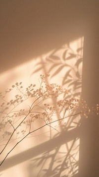 Jasmine sunlight nature shadow.