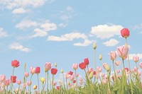 Aesthetic Tulips field with the sky wallpaper outdoors blossom flower.