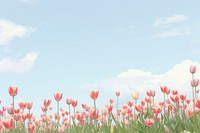 Aesthetic Tulips field with the sky wallpaper tulip landscape outdoors.