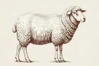 Vintage illustration of sheep livestock animal mammal.