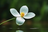 1 jasmine with dew drop zoom blossom flower plant.