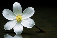 1 jasmine with dew drop zoom blossom flower pollen.