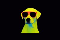 Dog wearing a sun glasses dog sunglasses animal.