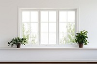 Window windowsill plant white.