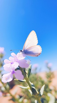 Flower and butterfly outdoors blossom nature.