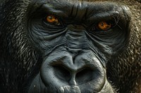 Gorrilla wildlife portrait gorilla.