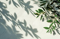 Olive leaves wall architecture backgrounds.